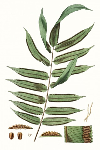 Fern Foliage I