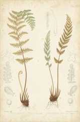 Fern Study I