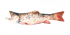 Freckled Trout I