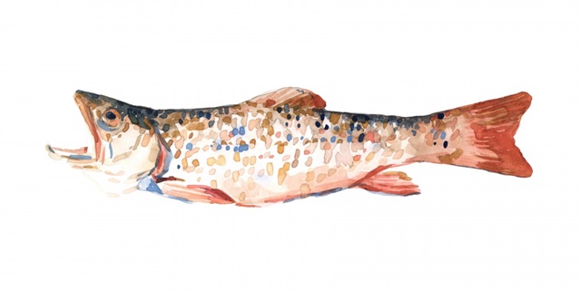 Freckled Trout I