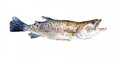 Freckled Trout II