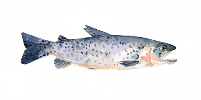 Freckled Trout IV