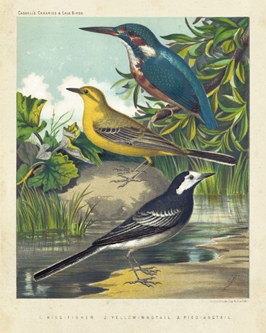 King-fisher and Wagtails
