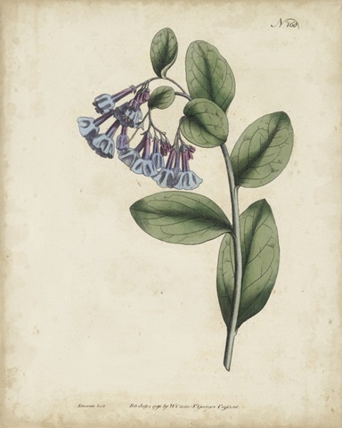 Lavender Curtis Botanicals I