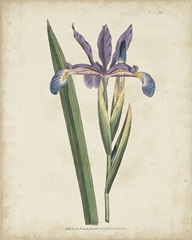 Lavender Curtis Botanicals III