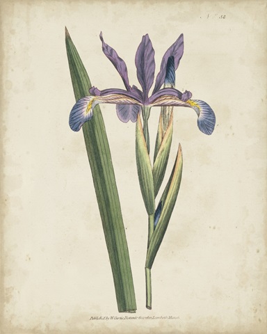 Lavender Curtis Botanicals III