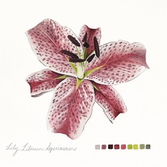 Lilium III