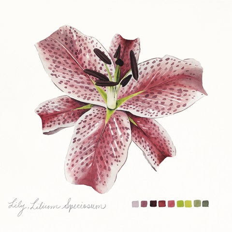 Lilium III