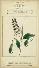 Linnaean Botany II