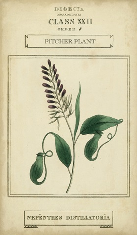 Linnaean Botany II