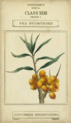 Linnaean Botany III