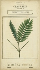 Linnaean Botany IV