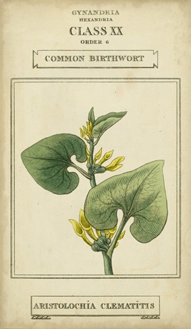 Linnaean Botany V