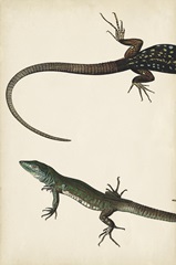 Lizard Diptych I