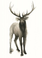 Majestic Wildlife II