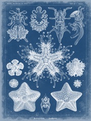 Marine Blueprint III