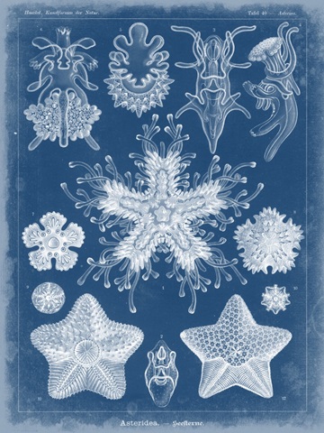 Marine Blueprint III