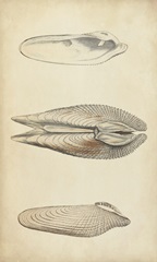 Marine Mollusk I
