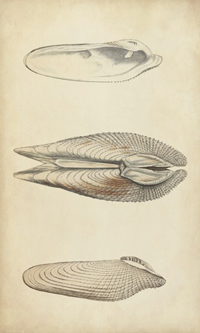 Marine Mollusk I