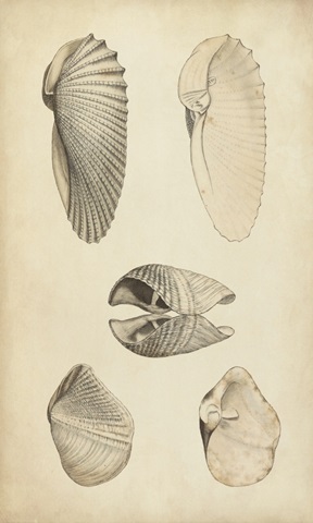 Marine Mollusk III