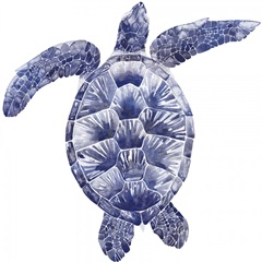 Marine Turtle II