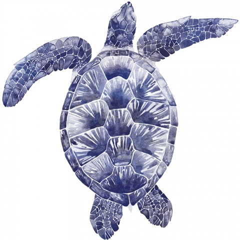 Marine Turtle II