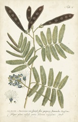 Miller Ferns I