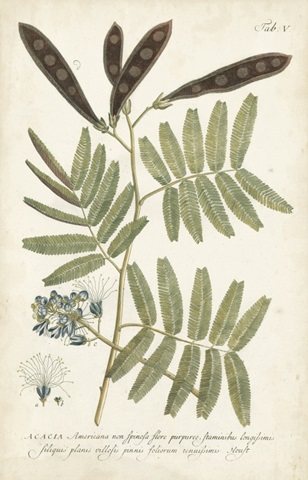 Miller Ferns I