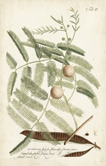 Miller Ferns II