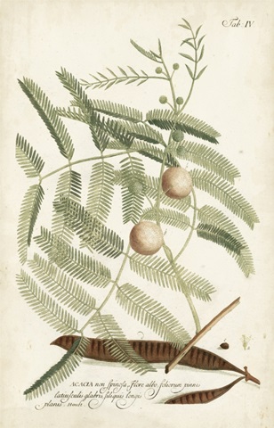 Miller Ferns II