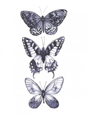 Monochrome Butterflies I