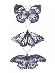 Monochrome Butterflies II