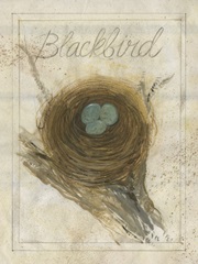 Nest - Blackbird