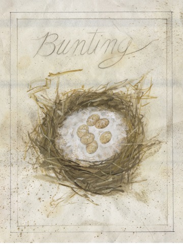 Nest - Bunting