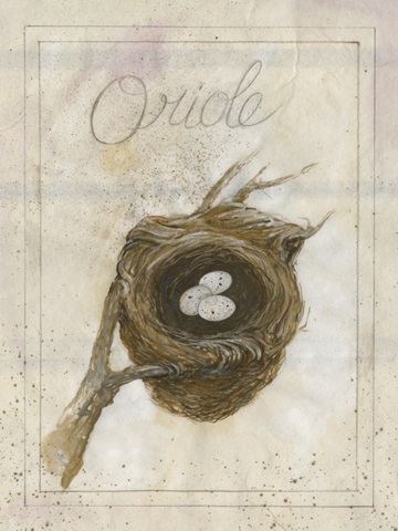Nest - Oriole