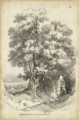 Noble Tree II