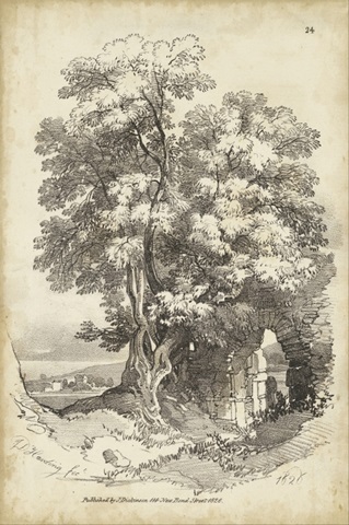 Noble Tree II