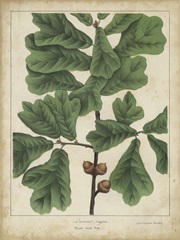 Oak Leaves and Acorns I