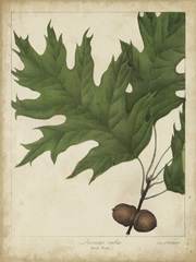 Oak Leaves and Acorns II