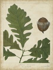 Oak Leaves and Acorns III