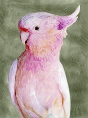 Palm Springs Parrot II