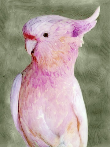 Palm Springs Parrot II