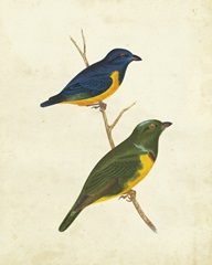 Peruvian Tanager I