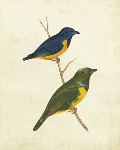 Peruvian Tanager I