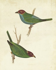 Peruvian Tanager II
