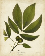 Pig-nut Hickory Tree Folige