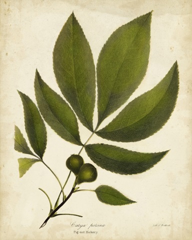 Pig-nut Hickory Tree Folige