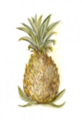 Pineapple Sketch I
