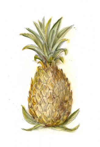 Pineapple Sketch I