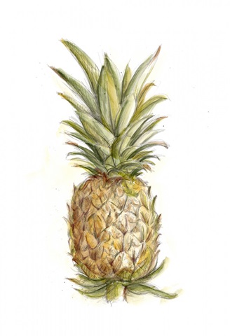 Pineapple Sketch II